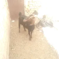 یک راس بزبزغاله بزرگ ۲۲۵۰۰ویک بزشیری۱۶۵۰۰