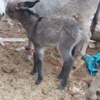 شیر‌الاغ‌دوشیدن درحضور‌مشتری|حیوانات مزرعه|قرچک, باقرآباد|دیوار