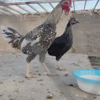 دو عدد خروس و سه عدد مرغ به همراه دو عدد جوجه مرغ|حیوانات مزرعه|زاهدان, |دیوار