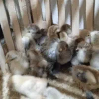 جوجه بوقلمون و برهما و سلطان یکروزه|حیوانات مزرعه|ورامین, خیر آباد|دیوار