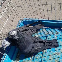 کبوتر کله ماستی|پرنده|مراغه, |دیوار