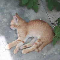 واگذاری گربه خانگی
