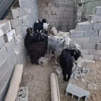 بز نر وماده آبستن|حیوانات مزرعه|شهریار, دهشاد بالا|دیوار