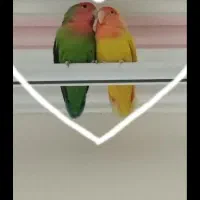 جفت طوطی برزیلی کوتوله