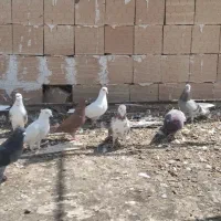 کفتر مایه پرشی