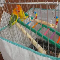 طوطی برزیلی نر و ماده