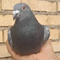 دو عدد کبوتر پلاکی نر