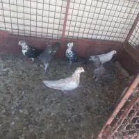 کبوتر|پرنده|فرخ‌شهر, |دیوار