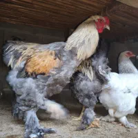 ویاندوت سیلور|حیوانات مزرعه|قائمشهر, |دیوار