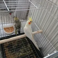 یک جفت عروس هلندی دستی|پرنده|تهران, جوادیه تهرانپارس|دیوار