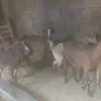 بزغاله خارجی|حیوانات مزرعه|ایلام, |دیوار