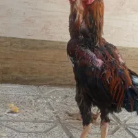 خروس لاری|حیوانات مزرعه|مشهد, شهید معقول|دیوار