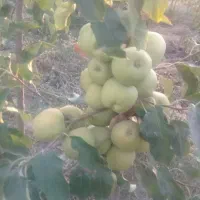 فروش نهال و درخت سیب3-5ساله
