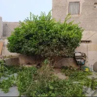 باغبانی و هرس درخت|خدمات باغبانی و درختکاری|بندرعباس, |دیوار