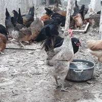 مرغ محلی|حیوانات مزرعه|اهرم, |دیوار