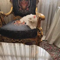 گربه گمشده|حیوانات|تهران, طرشت|دیوار