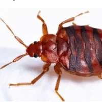 سمپاشی ساس صددرصد ریشه کنی فقط با یکبار|خدمات نظافت|تهران, پرستار|دیوار