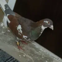 ابلغ  افغانی دورنگ