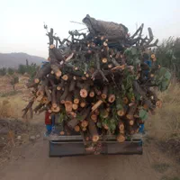 خریدار چوب تر و خشک|خدمات باغبانی و درختکاری|خرمآباد, |دیوار