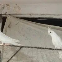 یه جفت عروس آلبینو