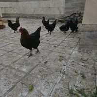 مرغ مشکی مرغ سیاه مرغ مرندی