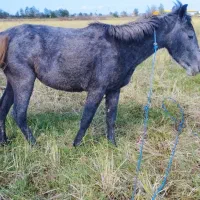 دو راس مادیان مشکی و سیانیله|اسب و تجهیزات اسبسواری|پرهسر, |دیوار