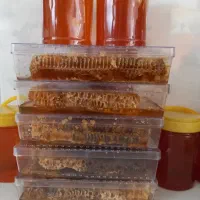 عسل کوهای کردستان|خوردنی و آشامیدنی|رشت, گیل|دیوار