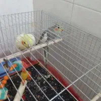 عروس هلندی نرو ماده