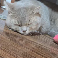 گربه نر جهت جفت گیری