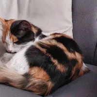 واگذاری گربه|گربه|مشکین‌دشت, |دیوار