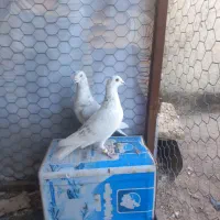 کبوترساراغون المانی درچناران|پرنده|چناران, |دیوار