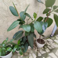 گلهای فیکوس