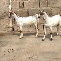 خال قشنگ|حیوانات مزرعه|کامیاران, |دیوار