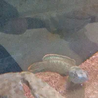 ماهی چانا فایر اند آیس