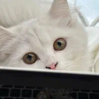 گربه اسکاتیش ماده