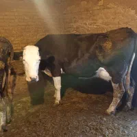 گاو جوان و چاغ