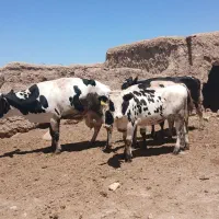 گاو|حیوانات مزرعه|اسفراین, |دیوار