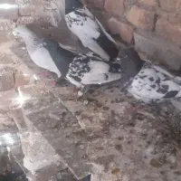 کبوتر