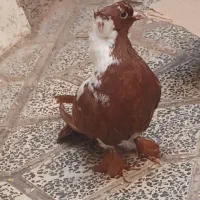 قرمزی نشان