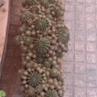 کاکتوس زیبا