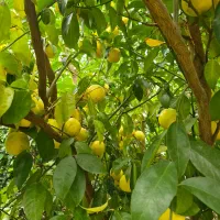 فروش عمده لیمو،یافا،تامسون|عمدهفروشی|جویبار, |دیوار