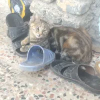 گربه گمشده|گربه|قوچان, |دیوار