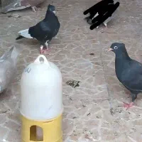 مینا سیاه کاکل جوانه