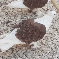 جکسون نر بافر گوسفندی بالا