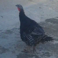 بوقلمون ماده محلی