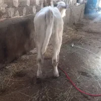 گوساله  بریژیک  ماده