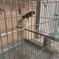 سره قناری قرص بخون قلمی|پرنده|تهران, مولوی|دیوار