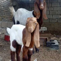 بز ماده دوقلو زا و یک قلو اولین شکم و‌دوتا ابستن|حیوانات مزرعه|اهواز, گلدشت|دیوار
