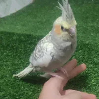 عروسی هلندی|پرنده|شوشتر, |دیوار