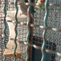 کوتوله برزیلی|پرنده|ساروق, |دیوار